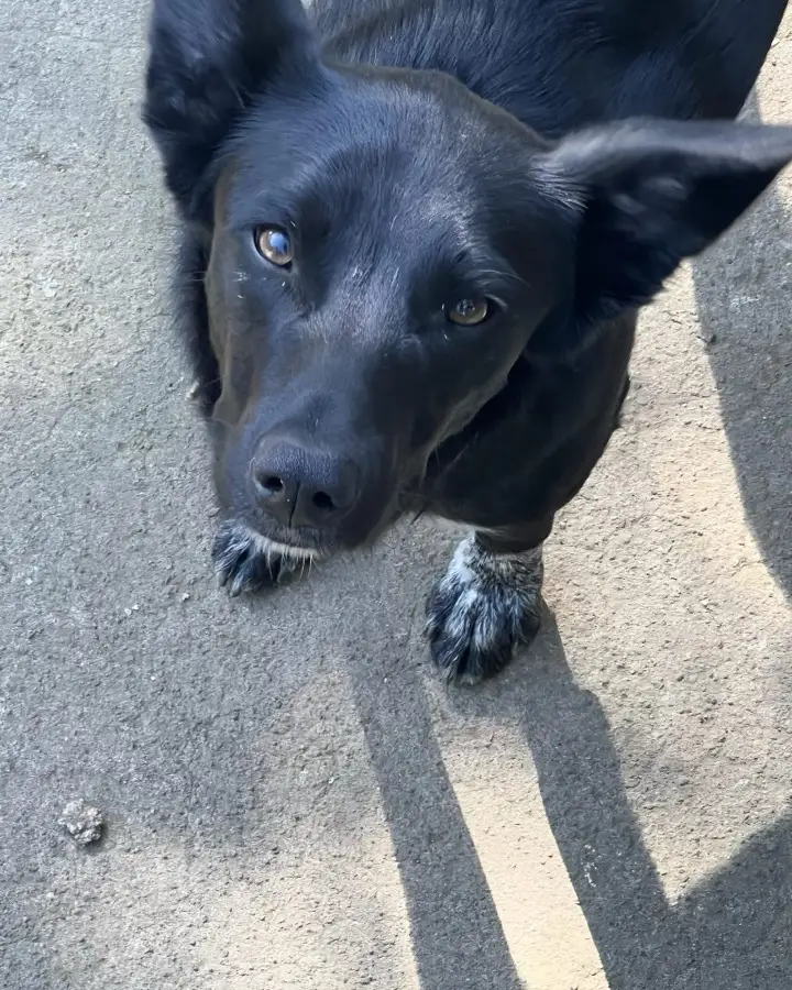 A black dog with large ears looking up at the camera