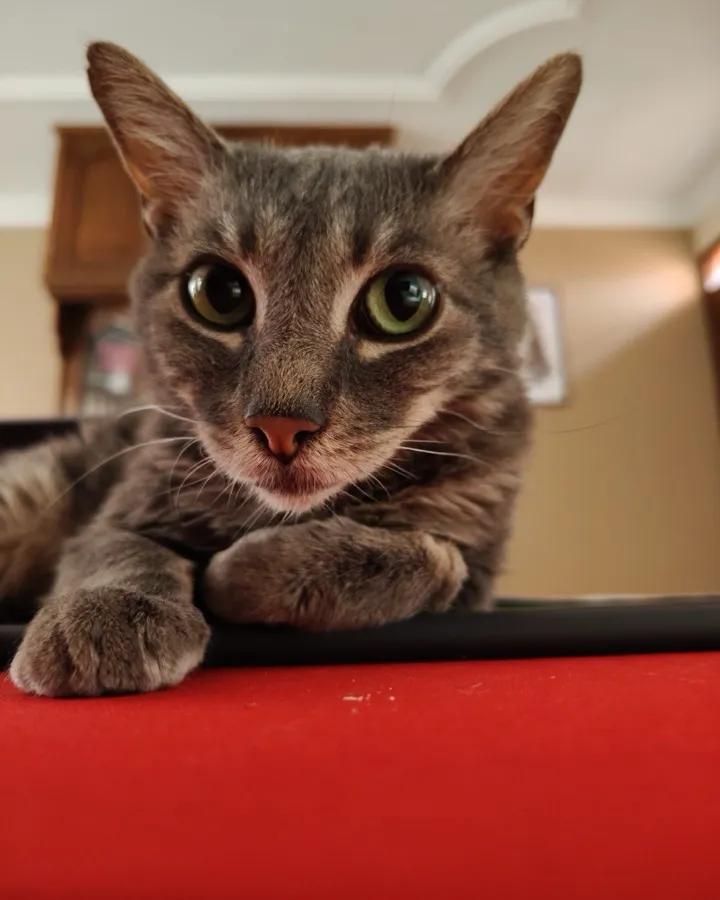 A grey cat resting its front paws on a ledge, staring straight at the camera
