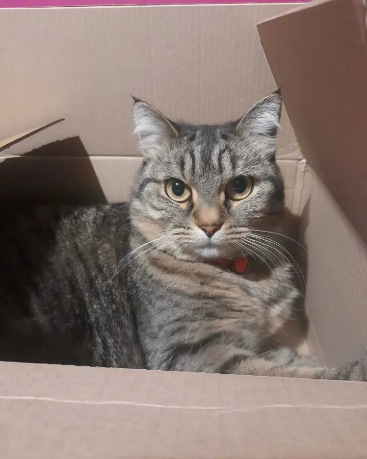 A tabby cat sitting inside a cardboard box, looking out over the flap